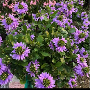 满24元包邮 草海桐蓝扇花花苗 盆栽多年生草本植物花坛庭院阳台