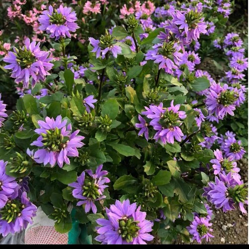 满24元包邮 草海桐蓝扇花花苗 盆栽多年生草本植物花坛庭院阳台
