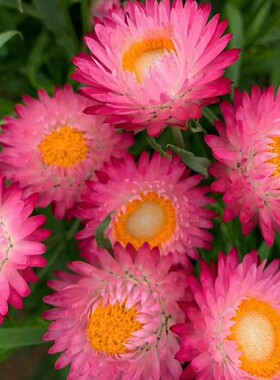 满24元包邮麦秆菊花苗穴盘苗 花瓣纸质 小别墅 趣味草本花卉