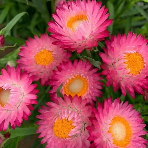 麦秆菊花苗小别墅系列