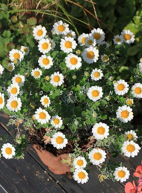 满24元包邮 足摺野路菊花苗 银灰叶 多年生常绿耐寒耐热宿根地被