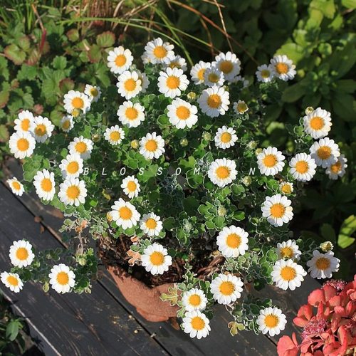 满24元包邮 足摺野路菊花苗 银灰叶 多年生常绿耐寒耐热宿根地被