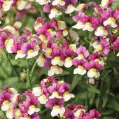 芬香龙面花苗 满24元 包邮 盆栽阳台草花花园耐寒多年生易开花