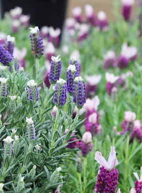 满24元包邮薰衣草花苗 耐寒 室外开花庭院花园 阳台香草苗花卉