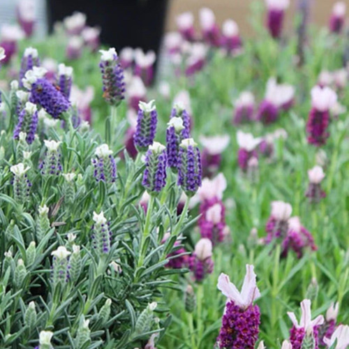 薰衣草小苗香草庭院阳台耐寒