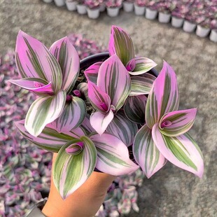 婚礼油画吊兰苗  观叶植物胭脂云室内外阳台盆栽绿植粉紫色