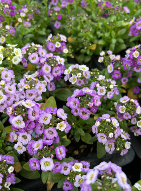 满24元包邮 香雪球花苗 庭院阳台耐寒花卉矮生匍匐可垂吊花期长