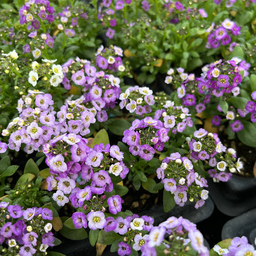 满24元包邮 香雪球花苗 庭院阳台耐寒花卉矮生匍匐可垂吊花期长