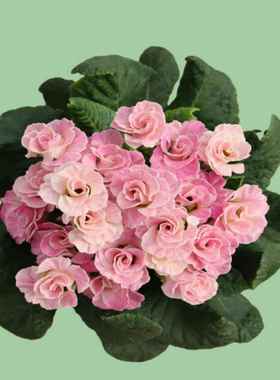 满24元包邮  玫瑰报春小苗报春花 耐寒阳台庭院花期长丰花