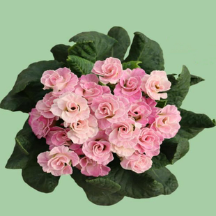 满24元包邮 玫瑰报春小苗报春花 耐寒阳台庭院花期长丰花