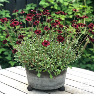 24元包邮 巧克力秋英苗 带香味 切花多年生宿根植物阳台庭院盆栽