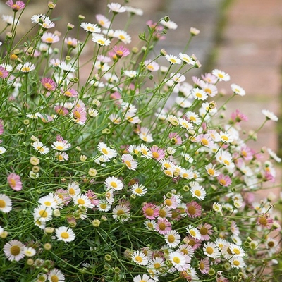 西班牙雏菊飞蓬多年生宿根易开花