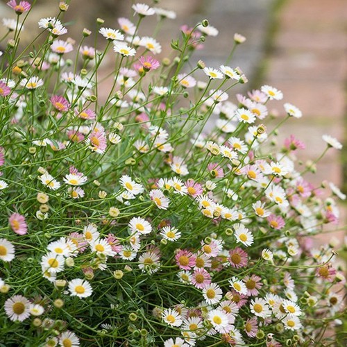 西班牙雏菊飞蓬多年生宿根易开花