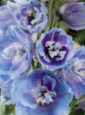 满24元包邮大花飞燕草小苗耐寒庭院花园花境地栽室外植物花卉花草