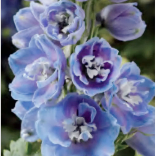 满24元包邮大花飞燕草小苗耐寒庭院花园花境地栽室外植物花卉花草