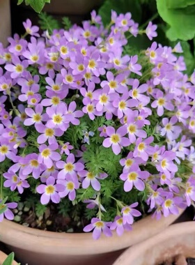 满24元包邮  安徽羽叶报春盆栽多年生耐阴花卉阳台庭院花期长丰花