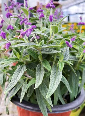 墨西哥鼠尾草盆栽 花苗多年生地被花镜宿根植物 耐热好养