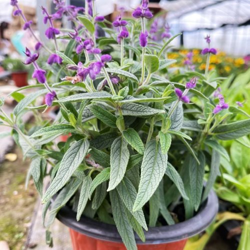 墨西哥鼠尾草盆栽 花苗多年生地被花镜宿根植物 耐热好养