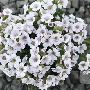 满24元包邮 宿根满天星 浪花仙子盆栽阳台庭院矮生耐寒 开花机器