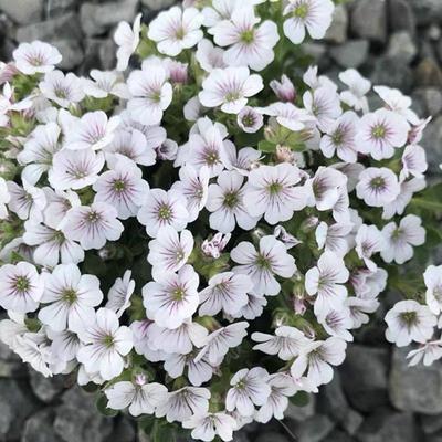 宿根满天星浪花仙子盆栽