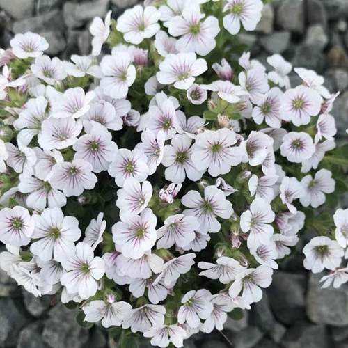 宿根满天星浪花仙子盆栽