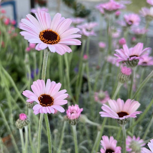 摩洛哥雏菊 粉精灵 多年生耐寒耐热花苗春季易开花阳台花园植物