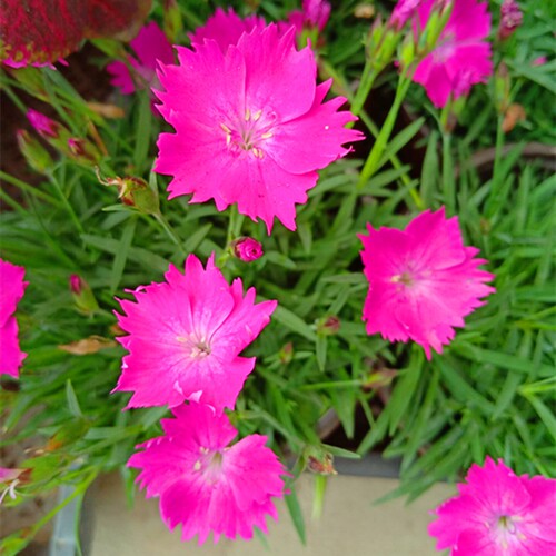 巧云花园欧石竹地被植物庭院四季