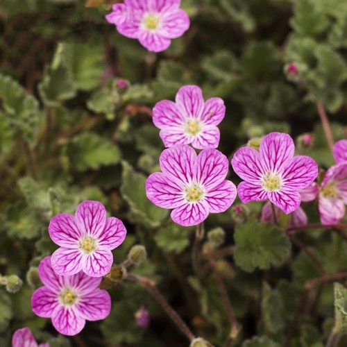 姬风露草盆栽山野草耐寒
