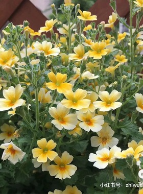 满24包邮 雨地花花苗 盆栽多年生宿根阳台庭院耐寒耐热