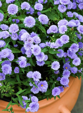 满24元包邮紫菀荷兰菊 花苗 小卡罗 多年生耐热耐寒宿根庭院植物