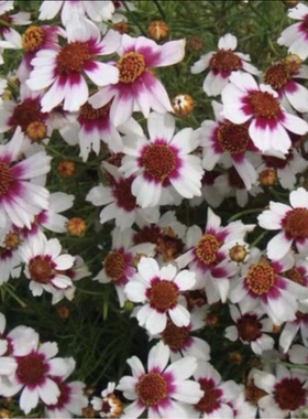 满24元包邮金鸡菊花苗盆栽 进口矮型 热带草莓樱桃柠檬水 耐热