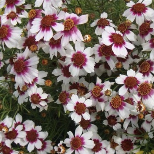 热带草莓樱桃柠檬水 满24元 进口矮型 金鸡菊花苗盆栽 耐热 包邮