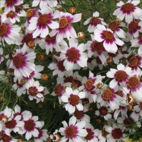 金鸡菊矮型种耐热草莓樱桃柠檬水