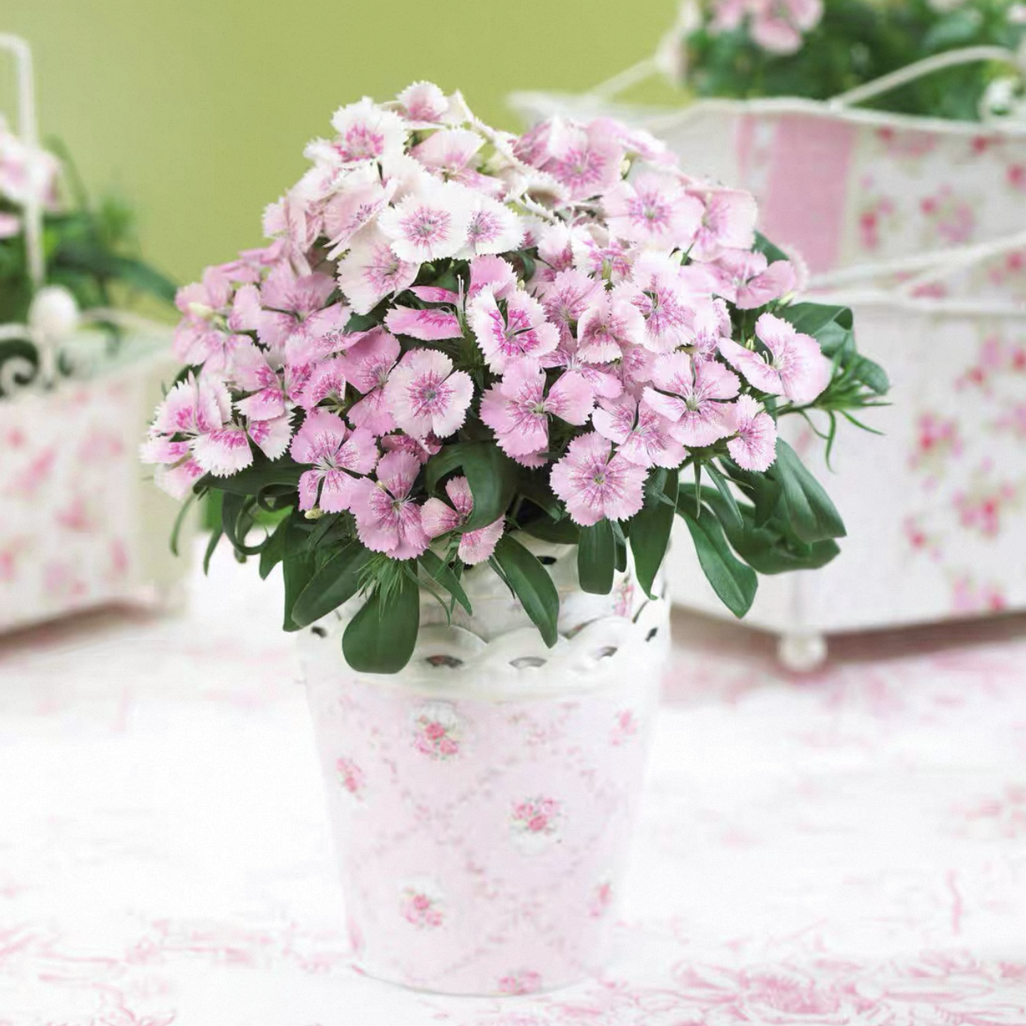 满24元包邮 石竹花苗 多年生 戴安娜红色紫色粉色珍珠耐寒耐热