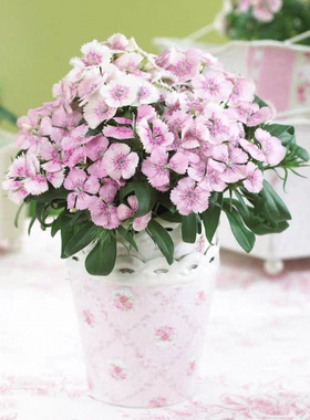 满24元包邮 石竹花苗 多年生 戴安娜红色紫色粉色珍珠耐寒耐热