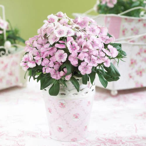 满24元包邮 石竹花苗 多年生 戴安娜红色紫色粉色珍珠耐寒耐热