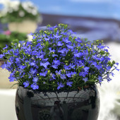 包邮 垂吊半边莲花苗 六倍利花苗 满24元 翠蝶花 易养草本阳台庭院