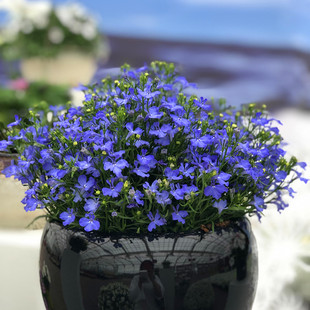 满24元包邮垂吊半边莲花苗 六倍利花苗 翠蝶花 易养草本阳台庭院