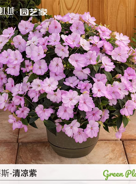 满24元包邮 桑蓓斯超级凤仙花苗 桑贝斯 易爆花 境植物 夏季耐热