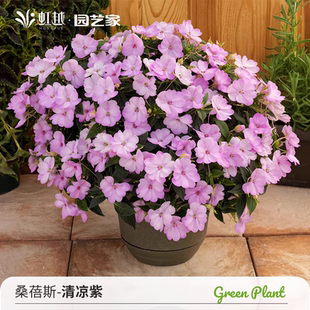 满24元包邮 桑蓓斯超级凤仙花苗 桑贝斯 易爆花 境植物 夏季耐热