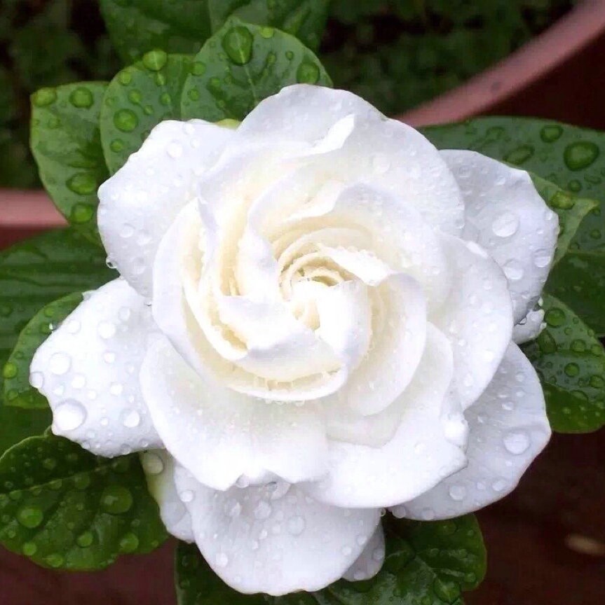 满24元包邮 栀子花盆栽花卉 室内 阳台 绿植浓香型 树苗四季好养