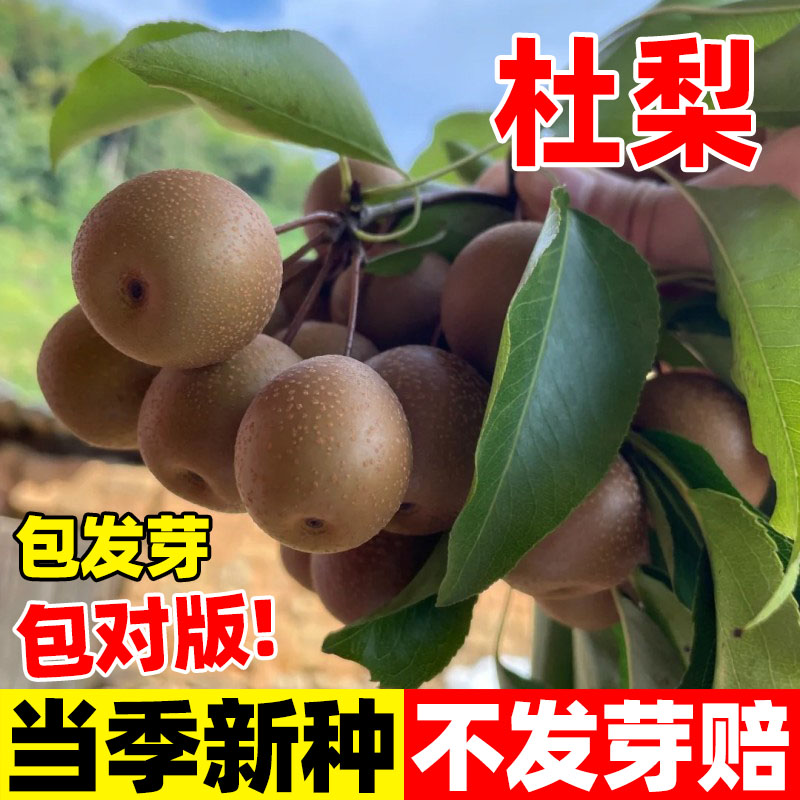 四季播种杜梨瑞尚出芽好