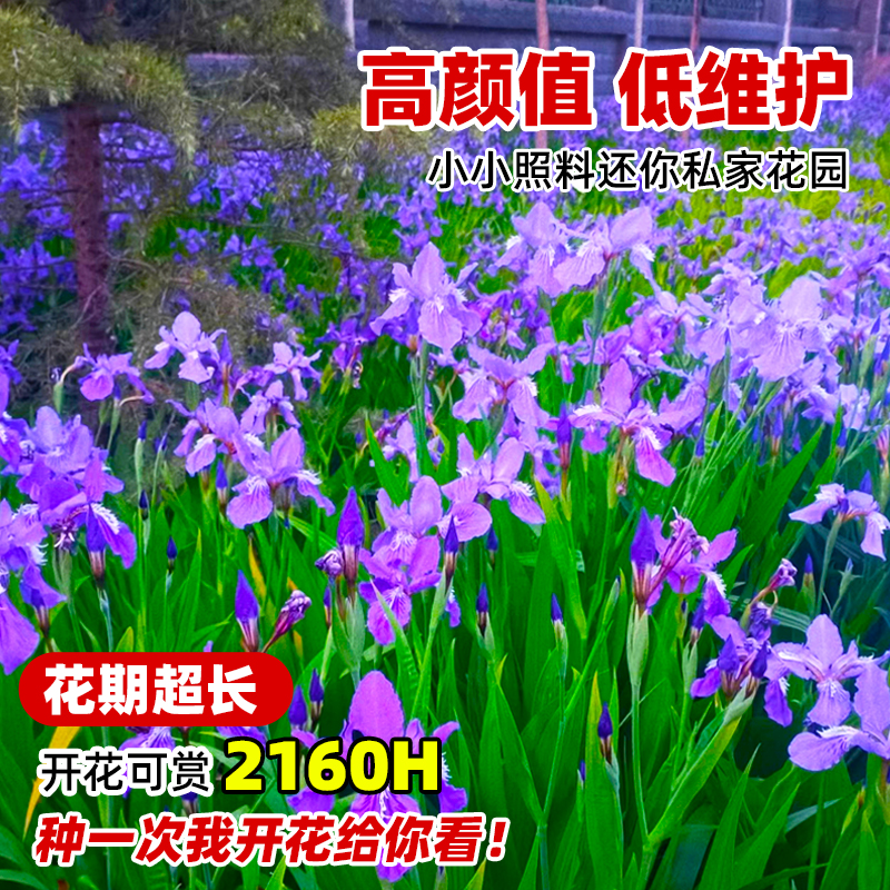 蓝花鸢尾种子燕尾四季播种开花易活黄菖蒲花种籽绿化盆栽耐阴种孑