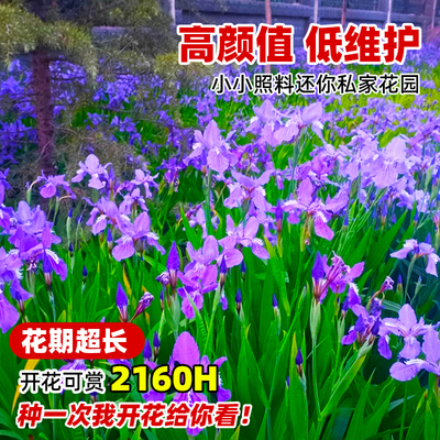 蓝花鸢尾种子燕尾四季播种开花易活黄菖蒲花种籽绿化盆栽耐阴种孑