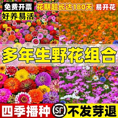 多年生野花组合花种子室外花种籽子四季播种庭院耐寒波斯菊格桑花