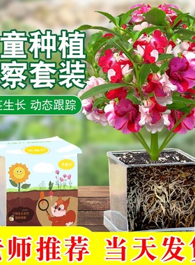 凤仙花种子儿童套装种植盆栽指甲花籽种凤仙花种子重瓣小学生花苗
