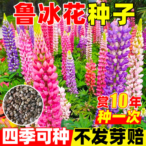鲁冰花种子四季播种易活羽扇豆花种籽子室内外庭院盆栽植物花籽