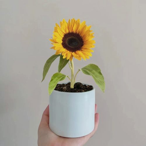 矮向日葵种孑一举夺魁观赏迷你花种籽子四季食用葵开花室内外盆栽