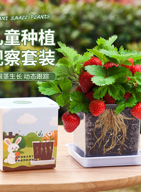 草莓种籽子儿童种植盆栽套装向日葵凤仙花种籽子学生实验植物种孑