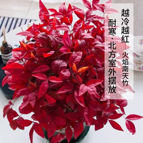 火焰南天竹冬季年宵新年开业喜庆耐寒观叶盆景景观阳台庭院红天竹